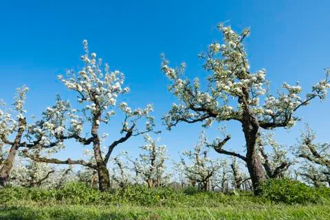 Pear trees blossom in spring under blue sky in holland Stock Photos