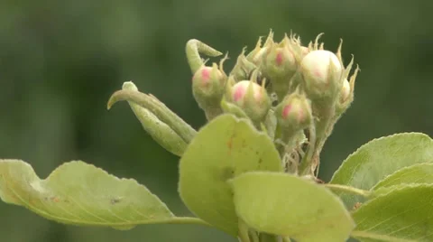 Pear trees branch bud Stock-Footage 36993415