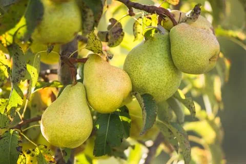 Pear trees hanging from the tree branch to the Pear Garden Stock Photos
