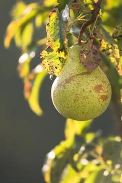 Pear trees hanging from the tree branch to the Pear Garden Stock Photos
