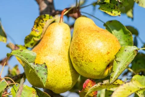 Pear trees hanging from the tree branch to the Pear Garden Stock Photos