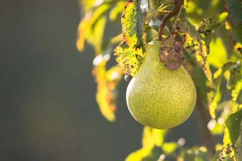 Pear trees hanging from the tree branch to the Pear Garden Stock Photos