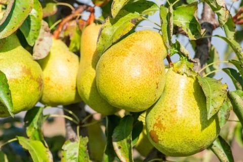 Pear trees hanging from the tree branch to the Pear Garden Stock Photos