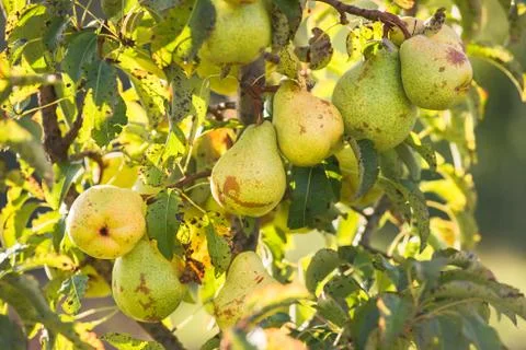 Pear trees hanging from the tree branch to the Pear Garden Stock Photos