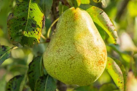 Pear trees hanging from the tree branch to the Pear Garden Stock Photos