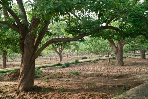 Pear trees Stock Photos