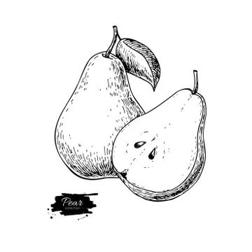 Pear vector drawing. Isolated hand drawn pear and sliced pieces. Stock Illustration
