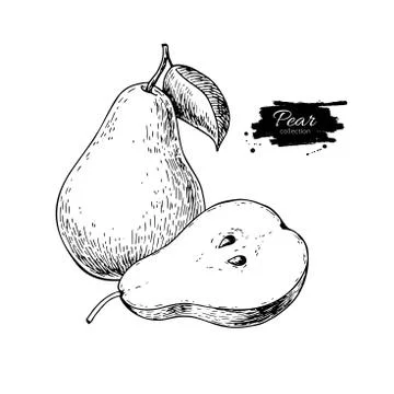 Pear vector drawing. Isolated hand drawn pear and sliced pieces. Stock Illustration