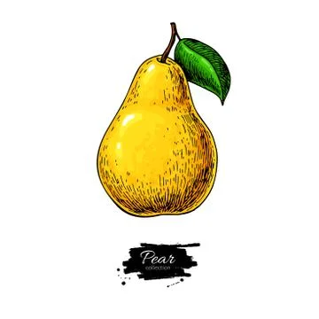 Pear vector drawing. Isolated hand drawn object on white backgro Stock Illustration