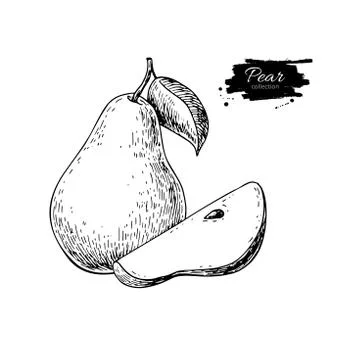 Pear vector drawing. Isolated hand drawn pear and sliced pieces.  Summer fr.. Stock Illustration