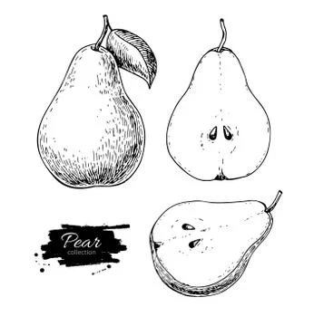Pear vector drawing. Isolated hand drawn full pear and sliced pi Stock Illustration