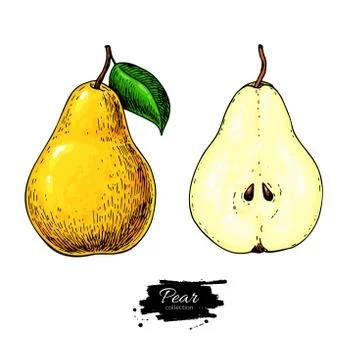 Pear vector drawing. Isolated hand drawn full pear and sliced pieces set. S.. Stock Illustration
