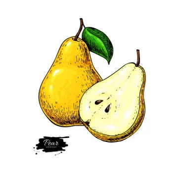 Pear vector drawing. Isolated hand drawn pear and sliced pieces. Stock Illustration