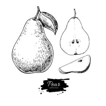 Pear vector drawing. Isolated hand drawn full pear and sliced pi Stock Illustration