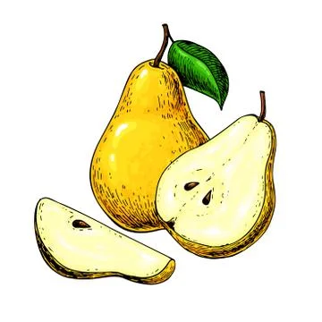 Pear vector drawing. Isolated hand drawn pear and sliced pieces. Stock Illustration
