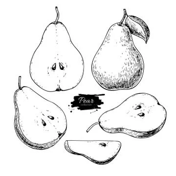 Pear vector drawing. Isolated hand drawn full pear and sliced pi Stock Illustration
