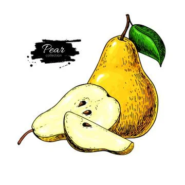 Pear vector drawing. Isolated hand drawn pear and sliced pieces. Stock Illustration