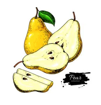 Pear vector drawing. Isolated hand drawn pear and sliced pieces. Stock Illustration