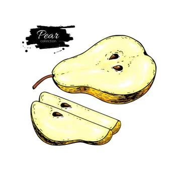 Pear vector drawing. Isolated hand drawn pear and sliced pieces. Stock Illustration