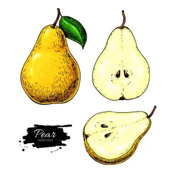 Pear vector drawing. Isolated hand drawn full pear and sliced pi Stock Illustration