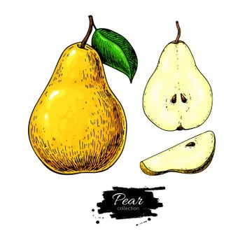 Pear vector drawing. Isolated hand drawn full pear and sliced pi Stock Illustration
