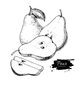 Pear vector drawing. Isolated hand drawn pear and sliced pieces. Stock Illustration