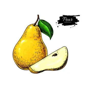 Pear vector drawing. Isolated hand drawn pear and sliced pieces. Stock Illustration