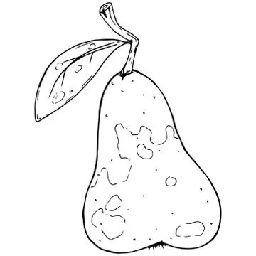Pear. Vector illustration of a pear fruit. Hand drawn pear. Stock Illustration