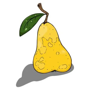 Pear. Vector illustration of a pear fruit. Hand drawn pear. Stock Illustration