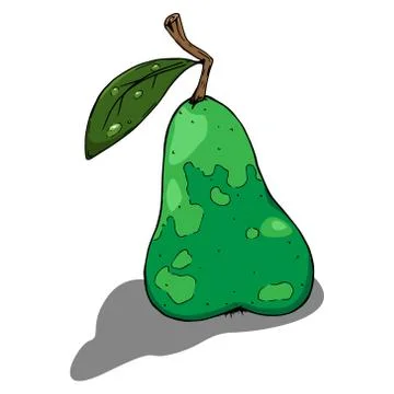 Pear. Vector illustration of a pear fruit. Hand drawn pear. Stock Illustration