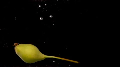 Pear in water Stock Footage 201485360