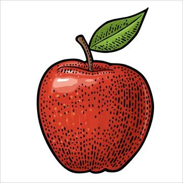 Pear whole and half with leaf. Vintage black engraving Stock Illustration