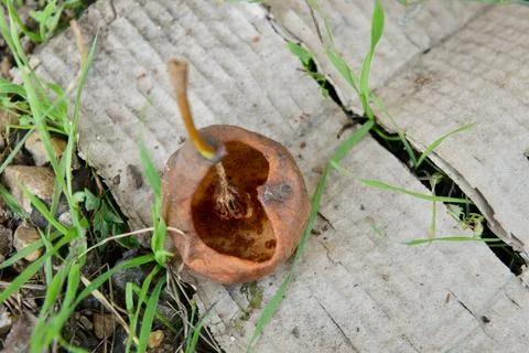 Pear whose inside has been eaten by insects Photos