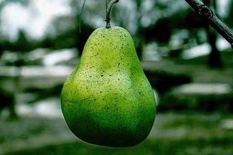 A pear is wired to a pear tree Stock Photos
