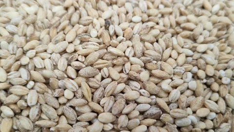 Pearl barley close-up Видео 168026521