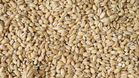 Pearl barley grains Stock Footage 336038392