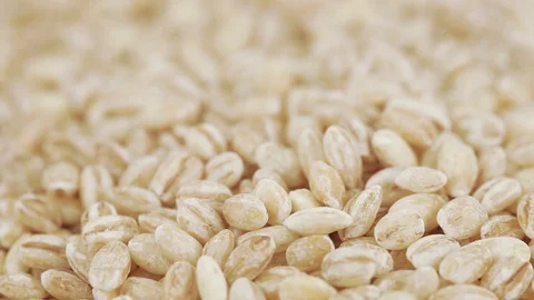 Pearl barley with pests 動画素材 123076572