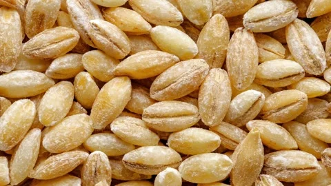 Pearl barley raw, in bulk, moving sideways 스톡 동영상 255033713