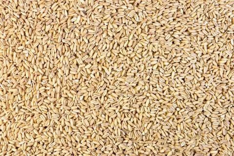 Pearl barley texture Stock Photos