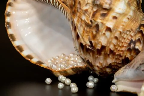 Pearl beads lie in a seashell shell, close up photo Stock Photos