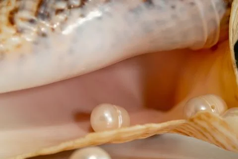 Pearl beads lie in a seashell shell, close up photo Stock Photos