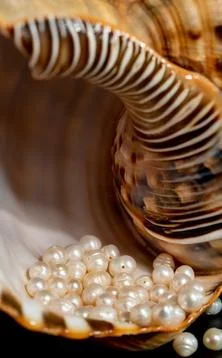 Pearl beads lie in a seashell shell, close up photo Stock Photos