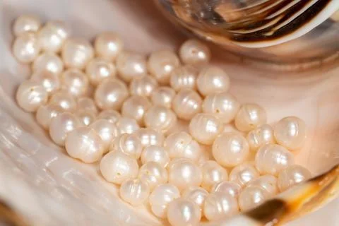 Pearl beads lie in a seashell shell, close up photo Stock Photos