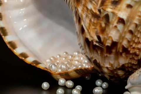 Pearl beads lie in a seashell shell, close up photo Stock Photos