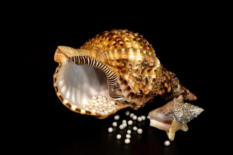 Pearl beads lie in a seashell shell, close up photo Stock Photos