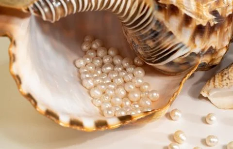Pearl beads lie in a seashell shell, close up photo Stock Photos