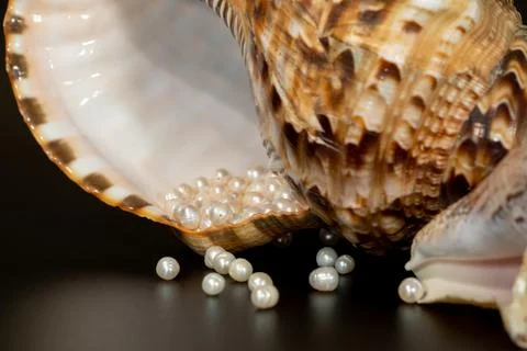 Pearl beads lie in a seashell shell, close up photo Stock Photos