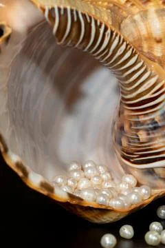 Pearl beads lie in a seashell shell, close up photo Stock Photos