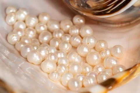 Pearl beads lie in a seashell shell, close up photo Stock Photos