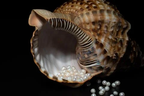 Pearl beads lie in a seashell shell, close up photo Stock Photos